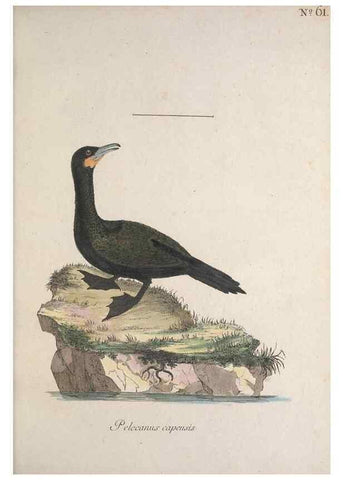 Reproducción/Reproduction 46863753374: Museum Carlsonianum, in quo novas et selectas aves, coloribus ad vivum brevique descriptione illustratas, suasu et sumtibus generosissimi possessoris /. Holmiae :Ex Typographia Regia,1786-1789.. 