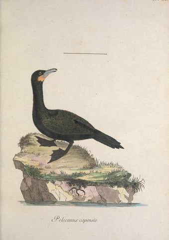 Reproducción/Reproduction 46863753374: Museum Carlsonianum, in quo novas et selectas aves, coloribus ad vivum brevique descriptione illustratas, suasu et sumtibus generosissimi possessoris /. Holmiae :Ex Typographia Regia,1786-1789.. 
