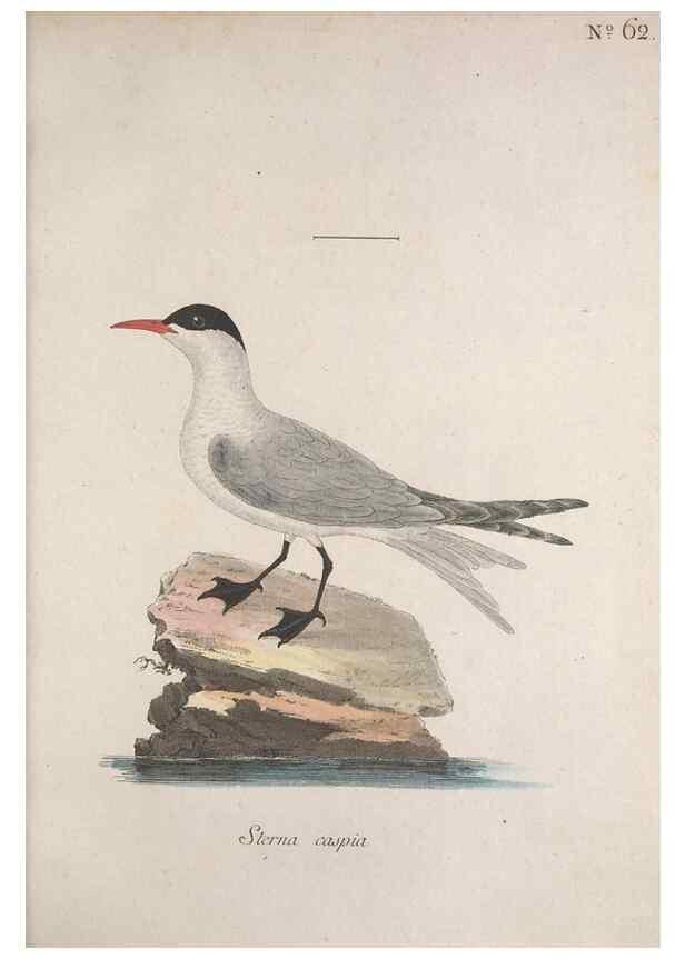 Reproducción/Reproduction 46672209135: Museum Carlsonianum, in quo novas et selectas aves, coloribus ad vivum brevique descriptione illustratas, suasu et sumtibus generosissimi possessoris /. Holmiae :Ex Typographia Regia,1786-1789.. 