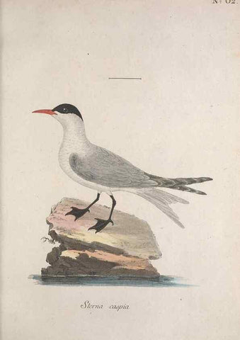 Reproducción/Reproduction 46672209135: Museum Carlsonianum, in quo novas et selectas aves, coloribus ad vivum brevique descriptione illustratas, suasu et sumtibus generosissimi possessoris /. Holmiae :Ex Typographia Regia,1786-1789.. 