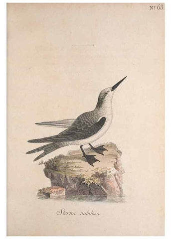 Reproducción/Reproduction 33710727578: Museum Carlsonianum, in quo novas et selectas aves, coloribus ad vivum brevique descriptione illustratas, suasu et sumtibus generosissimi possessoris /. Holmiae :Ex Typographia Regia,1786-1789.. 