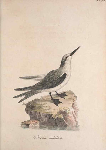 Reproducción/Reproduction 33710727578: Museum Carlsonianum, in quo novas et selectas aves, coloribus ad vivum brevique descriptione illustratas, suasu et sumtibus generosissimi possessoris /. Holmiae :Ex Typographia Regia,1786-1789.. 