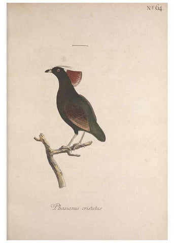 Reproducción/Reproduction 32645198357: Museum Carlsonianum, in quo novas et selectas aves, coloribus ad vivum brevique descriptione illustratas, suasu et sumtibus generosissimi possessoris /. Holmiae :Ex Typographia Regia,1786-1789.. 