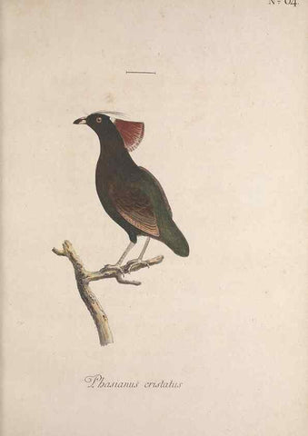 Reproducción/Reproduction 32645198357: Museum Carlsonianum, in quo novas et selectas aves, coloribus ad vivum brevique descriptione illustratas, suasu et sumtibus generosissimi possessoris /. Holmiae :Ex Typographia Regia,1786-1789.. 