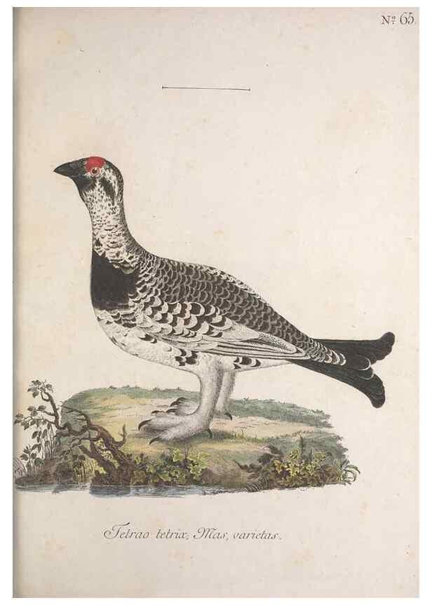 Reproducción/Reproduction 46863756414: Museum Carlsonianum, in quo novas et selectas aves, coloribus ad vivum brevique descriptione illustratas, suasu et sumtibus generosissimi possessoris /. Holmiae :Ex Typographia Regia,1786-1789.. 