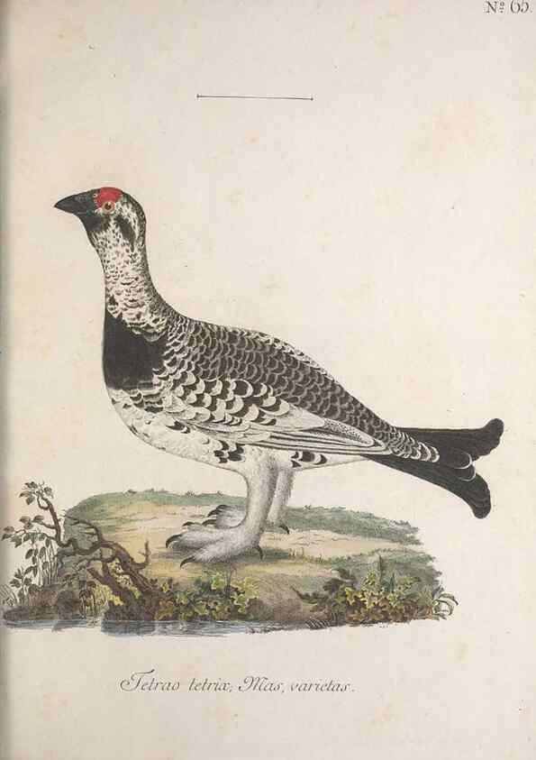 Reproducción/Reproduction 46863756414: Museum Carlsonianum, in quo novas et selectas aves, coloribus ad vivum brevique descriptione illustratas, suasu et sumtibus generosissimi possessoris /. Holmiae :Ex Typographia Regia,1786-1789.. 