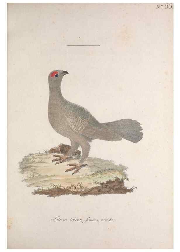 Reproducción/Reproduction 32645199937: Museum Carlsonianum, in quo novas et selectas aves, coloribus ad vivum brevique descriptione illustratas, suasu et sumtibus generosissimi possessoris /. Holmiae :Ex Typographia Regia,1786-1789.. 