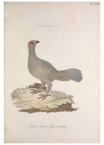 Reproducción/Reproduction 32645199937: Museum Carlsonianum, in quo novas et selectas aves, coloribus ad vivum brevique descriptione illustratas, suasu et sumtibus generosissimi possessoris /. Holmiae :Ex Typographia Regia,1786-1789.. 
