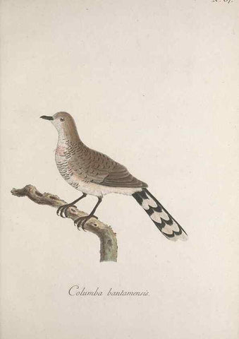 Reproducción/Reproduction 47534695992: Museum Carlsonianum, in quo novas et selectas aves, coloribus ad vivum brevique descriptione illustratas, suasu et sumtibus generosissimi possessoris /. Holmiae :Ex Typographia Regia,1786-1789.. 