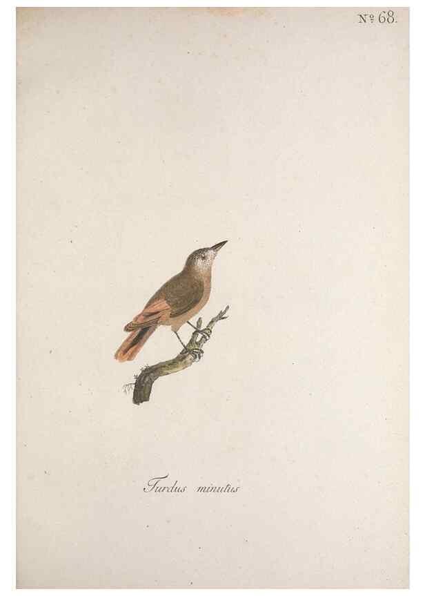 Reproducción/Reproduction 40621636713: Museum Carlsonianum, in quo novas et selectas aves, coloribus ad vivum brevique descriptione illustratas, suasu et sumtibus generosissimi possessoris /. Holmiae :Ex Typographia Regia,1786-1789.. 