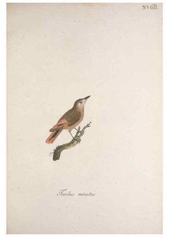 Reproducción/Reproduction 40621636713: Museum Carlsonianum, in quo novas et selectas aves, coloribus ad vivum brevique descriptione illustratas, suasu et sumtibus generosissimi possessoris /. Holmiae :Ex Typographia Regia,1786-1789.. 