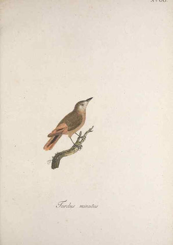 Reproducción/Reproduction 40621636713: Museum Carlsonianum, in quo novas et selectas aves, coloribus ad vivum brevique descriptione illustratas, suasu et sumtibus generosissimi possessoris /. Holmiae :Ex Typographia Regia,1786-1789.. 