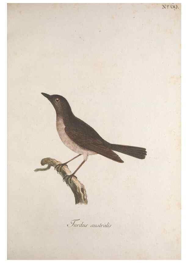 Reproducción/Reproduction 32645201097: Museum Carlsonianum, in quo novas et selectas aves, coloribus ad vivum brevique descriptione illustratas, suasu et sumtibus generosissimi possessoris /. Holmiae :Ex Typographia Regia,1786-1789.. 
