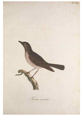 Reproducción/Reproduction 32645201097: Museum Carlsonianum, in quo novas et selectas aves, coloribus ad vivum brevique descriptione illustratas, suasu et sumtibus generosissimi possessoris /. Holmiae :Ex Typographia Regia,1786-1789.. 