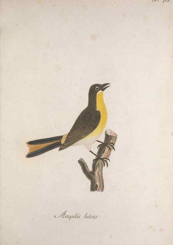 Reproducción/Reproduction 40621637393: Museum Carlsonianum, in quo novas et selectas aves, coloribus ad vivum brevique descriptione illustratas, suasu et sumtibus generosissimi possessoris /. Holmiae :Ex Typographia Regia,1786-1789.. 