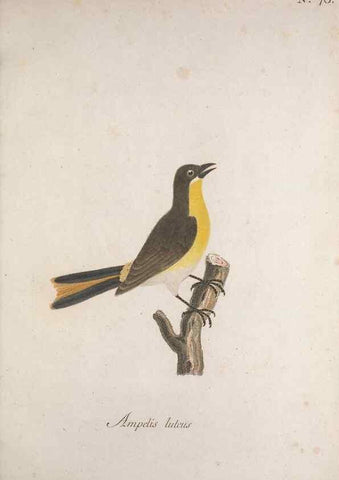 Reproducción/Reproduction 40621637393: Museum Carlsonianum, in quo novas et selectas aves, coloribus ad vivum brevique descriptione illustratas, suasu et sumtibus generosissimi possessoris /. Holmiae :Ex Typographia Regia,1786-1789.. 