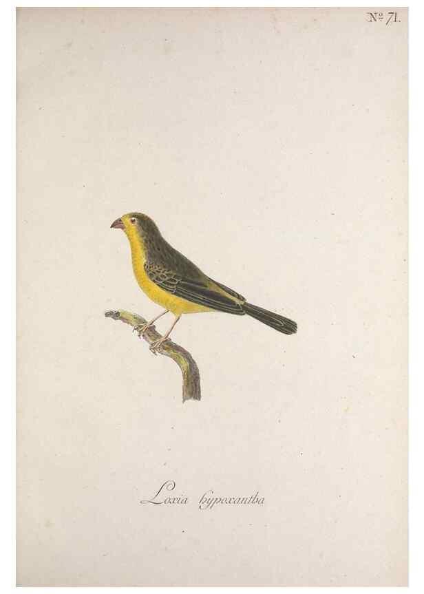 Reproducción/Reproduction 40621637653: Museum Carlsonianum, in quo novas et selectas aves, coloribus ad vivum brevique descriptione illustratas, suasu et sumtibus generosissimi possessoris /. Holmiae :Ex Typographia Regia,1786-1789.. 