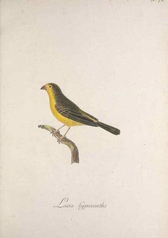 Reproducción/Reproduction 40621637653: Museum Carlsonianum, in quo novas et selectas aves, coloribus ad vivum brevique descriptione illustratas, suasu et sumtibus generosissimi possessoris /. Holmiae :Ex Typographia Regia,1786-1789.. 
