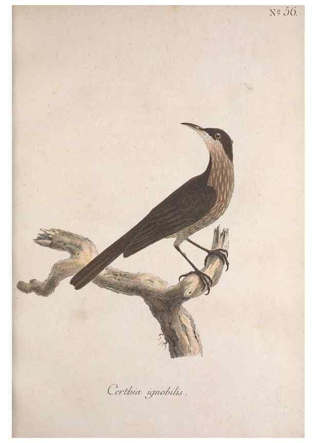Reproducción/Reproduction 46863749504: Museum Carlsonianum, in quo novas et selectas aves, coloribus ad vivum brevique descriptione illustratas, suasu et sumtibus generosissimi possessoris /. Holmiae :Ex Typographia Regia,1786-1789.. 
