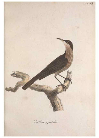 Reproducción/Reproduction 46863749504: Museum Carlsonianum, in quo novas et selectas aves, coloribus ad vivum brevique descriptione illustratas, suasu et sumtibus generosissimi possessoris /. Holmiae :Ex Typographia Regia,1786-1789.. 