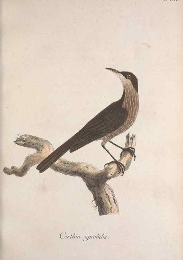 Reproducción/Reproduction 46863749504: Museum Carlsonianum, in quo novas et selectas aves, coloribus ad vivum brevique descriptione illustratas, suasu et sumtibus generosissimi possessoris /. Holmiae :Ex Typographia Regia,1786-1789.. 