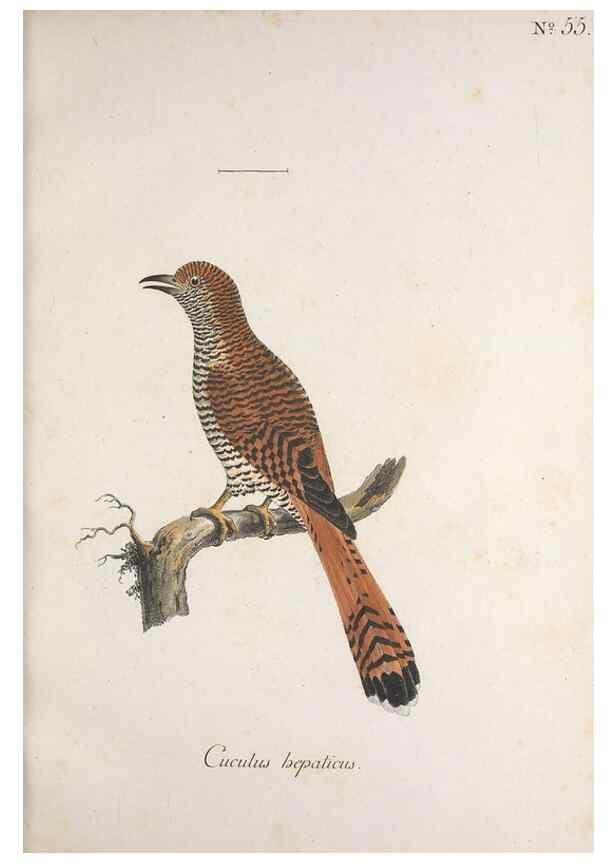 Reproducción/Reproduction 33710723858: Museum Carlsonianum, in quo novas et selectas aves, coloribus ad vivum brevique descriptione illustratas, suasu et sumtibus generosissimi possessoris /. Holmiae :Ex Typographia Regia,1786-1789.. 