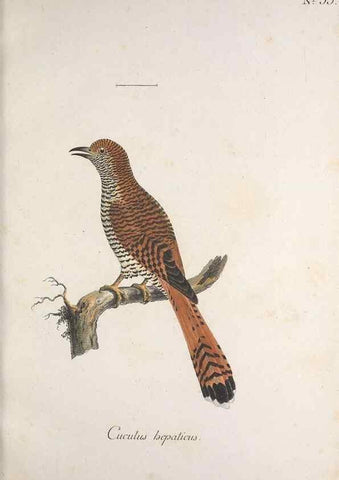 Reproducción/Reproduction 33710723858: Museum Carlsonianum, in quo novas et selectas aves, coloribus ad vivum brevique descriptione illustratas, suasu et sumtibus generosissimi possessoris /. Holmiae :Ex Typographia Regia,1786-1789.. 