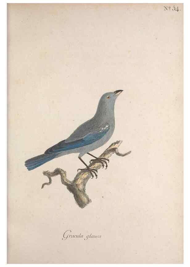 Reproducción/Reproduction 33710723498: Museum Carlsonianum, in quo novas et selectas aves, coloribus ad vivum brevique descriptione illustratas, suasu et sumtibus generosissimi possessoris /. Holmiae :Ex Typographia Regia,1786-1789.. 