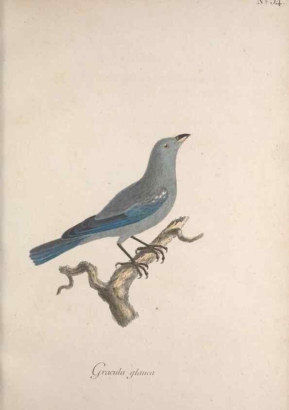 Reproducción/Reproduction 33710723498: Museum Carlsonianum, in quo novas et selectas aves, coloribus ad vivum brevique descriptione illustratas, suasu et sumtibus generosissimi possessoris /. Holmiae :Ex Typographia Regia,1786-1789.. 