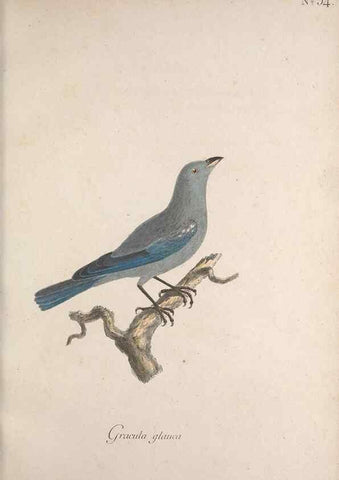 Reproducción/Reproduction 33710723498: Museum Carlsonianum, in quo novas et selectas aves, coloribus ad vivum brevique descriptione illustratas, suasu et sumtibus generosissimi possessoris /. Holmiae :Ex Typographia Regia,1786-1789.. 