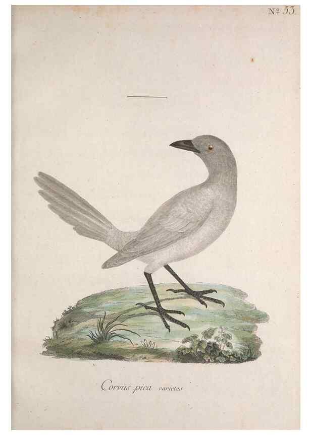 Reproducción/Reproduction 40621631983: Museum Carlsonianum, in quo novas et selectas aves, coloribus ad vivum brevique descriptione illustratas, suasu et sumtibus generosissimi possessoris /. Holmiae :Ex Typographia Regia,1786-1789.. 