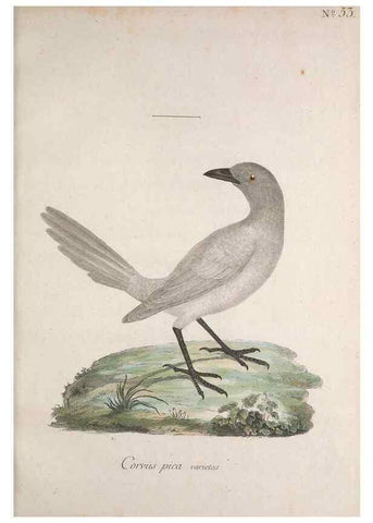 Reproducción/Reproduction 40621631983: Museum Carlsonianum, in quo novas et selectas aves, coloribus ad vivum brevique descriptione illustratas, suasu et sumtibus generosissimi possessoris /. Holmiae :Ex Typographia Regia,1786-1789.. 
