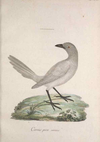 Reproducción/Reproduction 40621631983: Museum Carlsonianum, in quo novas et selectas aves, coloribus ad vivum brevique descriptione illustratas, suasu et sumtibus generosissimi possessoris /. Holmiae :Ex Typographia Regia,1786-1789.. 