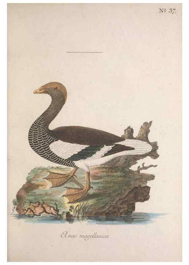 Reproducción/Reproduction 47534618282: Museum Carlsonianum, in quo novas et selectas aves, coloribus ad vivum brevique descriptione illustratas, suasu et sumtibus generosissimi possessoris /. Holmiae :Ex Typographia Regia,1786-1789.. 