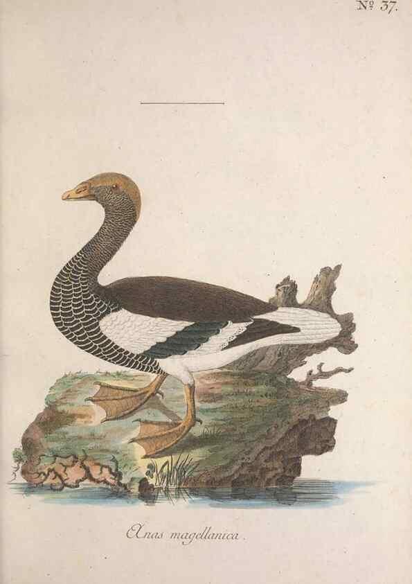 Reproducción/Reproduction 47534618282: Museum Carlsonianum, in quo novas et selectas aves, coloribus ad vivum brevique descriptione illustratas, suasu et sumtibus generosissimi possessoris /. Holmiae :Ex Typographia Regia,1786-1789.. 