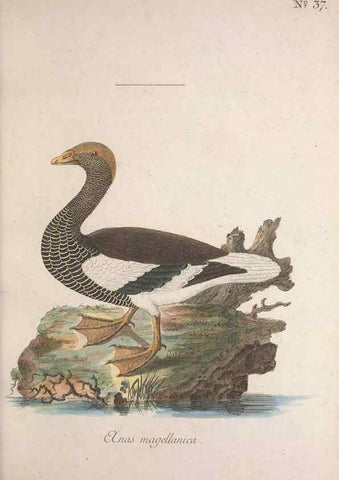 Reproducción/Reproduction 47534618282: Museum Carlsonianum, in quo novas et selectas aves, coloribus ad vivum brevique descriptione illustratas, suasu et sumtibus generosissimi possessoris /. Holmiae :Ex Typographia Regia,1786-1789.. 
