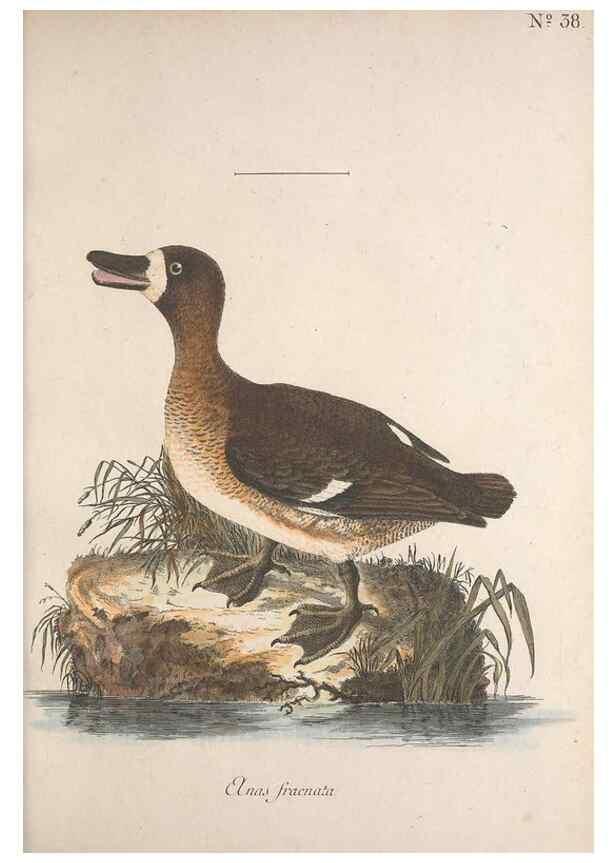 Reproducción/Reproduction 47534618802: Museum Carlsonianum, in quo novas et selectas aves, coloribus ad vivum brevique descriptione illustratas, suasu et sumtibus generosissimi possessoris /. Holmiae :Ex Typographia Regia,1786-1789.. 
