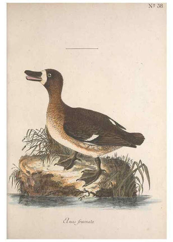 Reproducción/Reproduction 47534618802: Museum Carlsonianum, in quo novas et selectas aves, coloribus ad vivum brevique descriptione illustratas, suasu et sumtibus generosissimi possessoris /. Holmiae :Ex Typographia Regia,1786-1789.. 