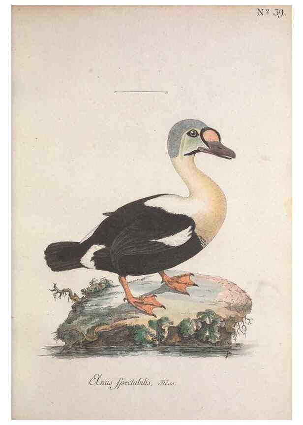 Reproducción/Reproduction 46672130175: Museum Carlsonianum, in quo novas et selectas aves, coloribus ad vivum brevique descriptione illustratas, suasu et sumtibus generosissimi possessoris /. Holmiae :Ex Typographia Regia,1786-1789.. 