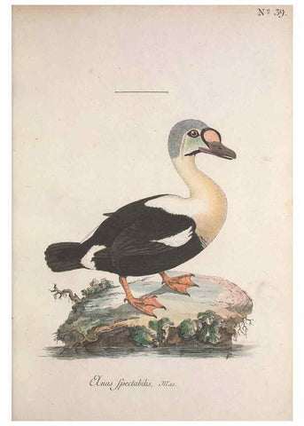 Reproducción/Reproduction 46672130175: Museum Carlsonianum, in quo novas et selectas aves, coloribus ad vivum brevique descriptione illustratas, suasu et sumtibus generosissimi possessoris /. Holmiae :Ex Typographia Regia,1786-1789.. 