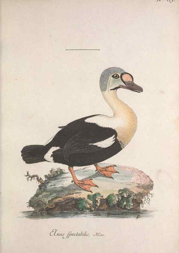 Reproducción/Reproduction 46672130175: Museum Carlsonianum, in quo novas et selectas aves, coloribus ad vivum brevique descriptione illustratas, suasu et sumtibus generosissimi possessoris /. Holmiae :Ex Typographia Regia,1786-1789.. 