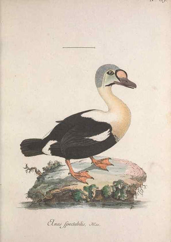 Reproducción/Reproduction 46672130175: Museum Carlsonianum, in quo novas et selectas aves, coloribus ad vivum brevique descriptione illustratas, suasu et sumtibus generosissimi possessoris /. Holmiae :Ex Typographia Regia,1786-1789.. 