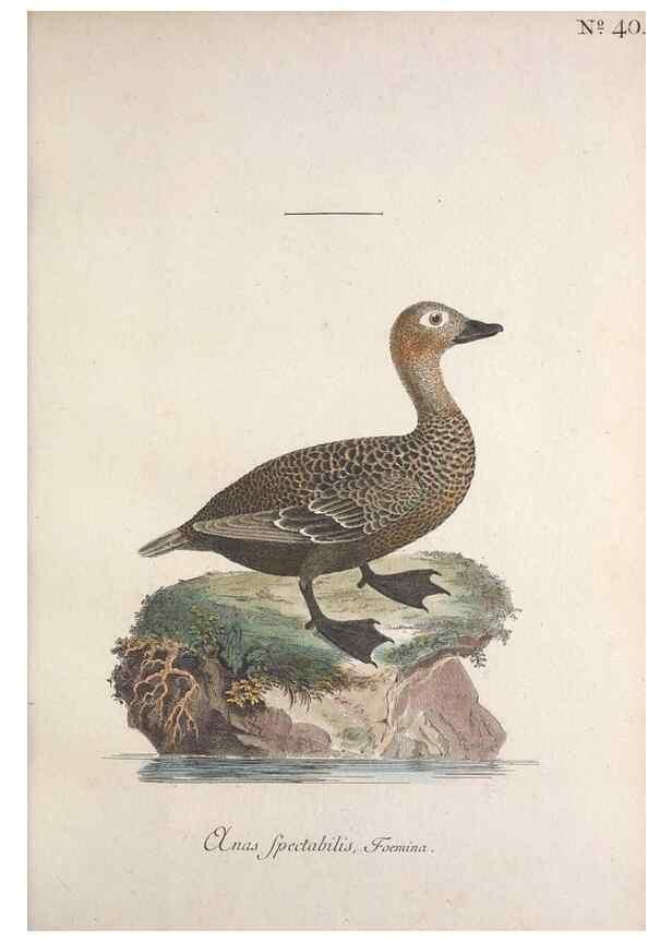 Reproducción/Reproduction 32645101097: Museum Carlsonianum, in quo novas et selectas aves, coloribus ad vivum brevique descriptione illustratas, suasu et sumtibus generosissimi possessoris /. Holmiae :Ex Typographia Regia,1786-1789.. 