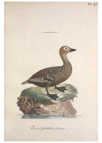 Reproducción/Reproduction 32645101097: Museum Carlsonianum, in quo novas et selectas aves, coloribus ad vivum brevique descriptione illustratas, suasu et sumtibus generosissimi possessoris /. Holmiae :Ex Typographia Regia,1786-1789.. 