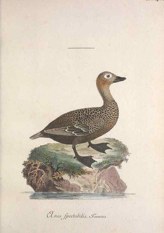 Reproducción/Reproduction 32645101097: Museum Carlsonianum, in quo novas et selectas aves, coloribus ad vivum brevique descriptione illustratas, suasu et sumtibus generosissimi possessoris /. Holmiae :Ex Typographia Regia,1786-1789.. 