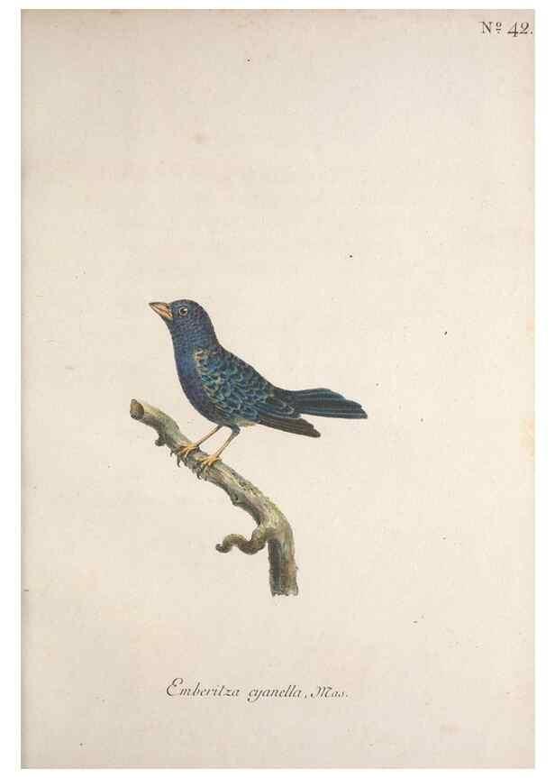 Reproducción/Reproduction 47587602261: Museum Carlsonianum, in quo novas et selectas aves, coloribus ad vivum brevique descriptione illustratas, suasu et sumtibus generosissimi possessoris /. Holmiae :Ex Typographia Regia,1786-1789.. 