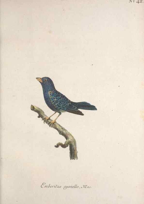 Reproducción/Reproduction 47587602261: Museum Carlsonianum, in quo novas et selectas aves, coloribus ad vivum brevique descriptione illustratas, suasu et sumtibus generosissimi possessoris /. Holmiae :Ex Typographia Regia,1786-1789.. 