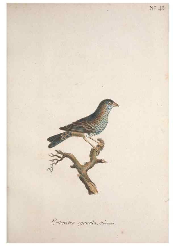 Reproducción/Reproduction 32645102897: Museum Carlsonianum, in quo novas et selectas aves, coloribus ad vivum brevique descriptione illustratas, suasu et sumtibus generosissimi possessoris /. Holmiae :Ex Typographia Regia,1786-1789.. 