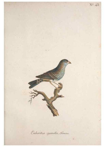 Reproducción/Reproduction 32645102897: Museum Carlsonianum, in quo novas et selectas aves, coloribus ad vivum brevique descriptione illustratas, suasu et sumtibus generosissimi possessoris /. Holmiae :Ex Typographia Regia,1786-1789.. 