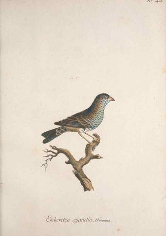 Reproducción/Reproduction 32645102897: Museum Carlsonianum, in quo novas et selectas aves, coloribus ad vivum brevique descriptione illustratas, suasu et sumtibus generosissimi possessoris /. Holmiae :Ex Typographia Regia,1786-1789.. 